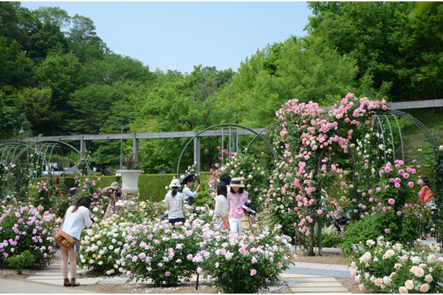 世界最大級のバラ園！花フェスタ記念公園を徹底レポート