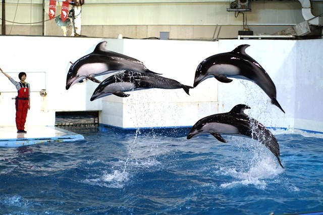 北海道 水族館 5選！観光にオススメの人気水族館