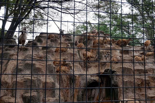 入園料無料が嬉しい！「夢見ヶ崎動物公園」の見どころやアクセス方法を徹底解説