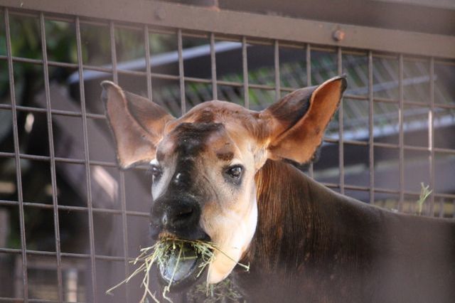 上野動物園を2時間で思いっきり満喫！時間がなくても楽しめる方法教えます