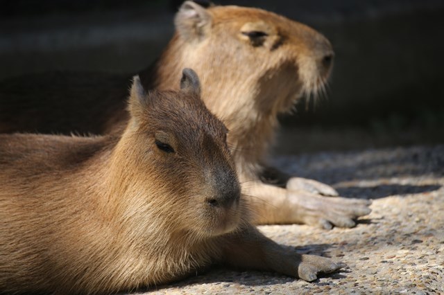 【徹底解説】神戸市立王子動物園の魅力とは！日本で唯一パンダとコアラに会える場所！