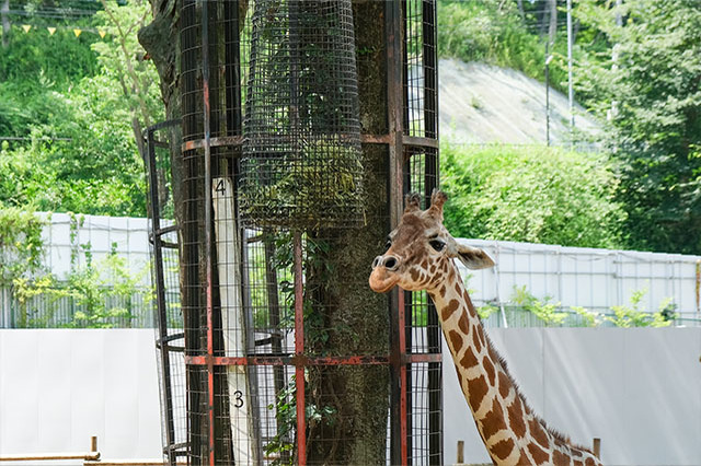 多摩動物公園で会えてよかった15種の動物たち