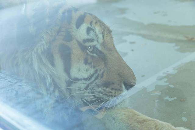 【ここでしか会えない動物たちも！】天王寺動物園でかわいい動物たちに癒される