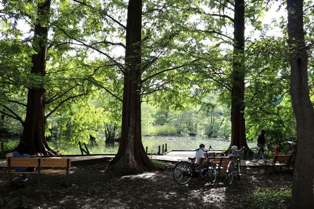 武蔵野の自然が残る石神井公園を散策！石神井池・三宝寺池の周辺見どころを紹介