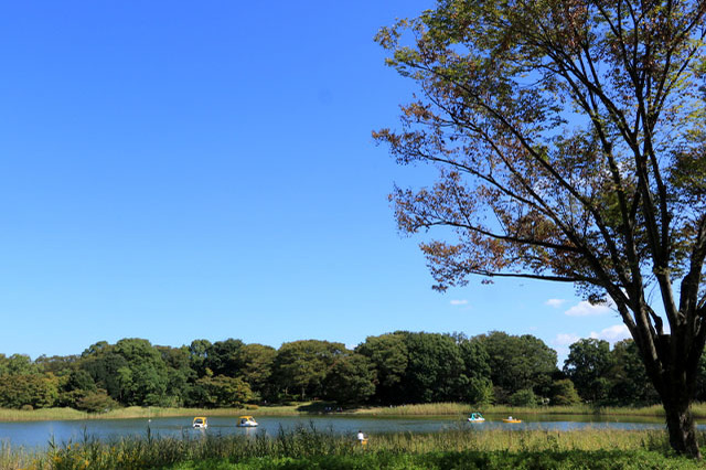 新しい発見に満ちた子どもの聖地！国営昭和記念公園の見どころを徹底レポート15-9dd4-1868a62cc3bf.jpg