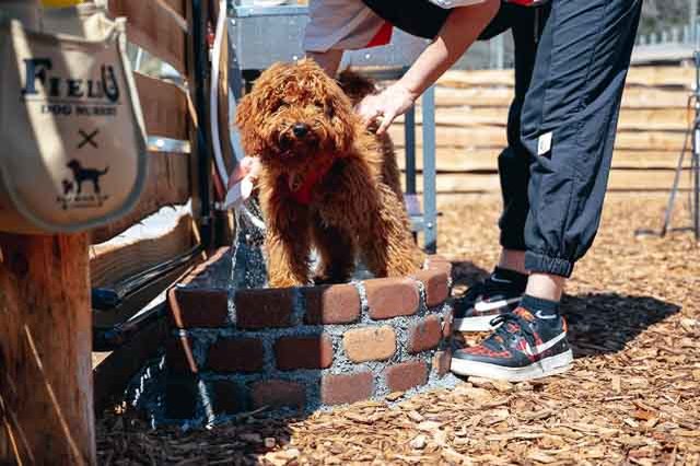 愛犬の喜ぶ顔が見たい！ワンちゃんと遊べる自然豊かなキャンプ場・施設5選