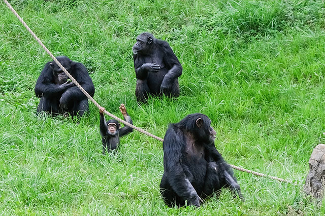 多摩動物公園で会えてよかった15種の動物たち