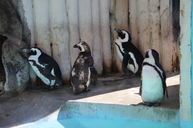 上野動物園を2時間で思いっきり満喫！時間がなくても楽しめる方法教えます