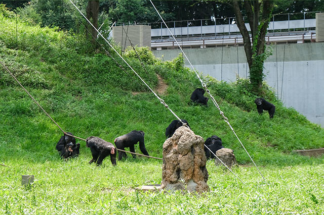 多摩動物公園で会えてよかった15種の動物たち