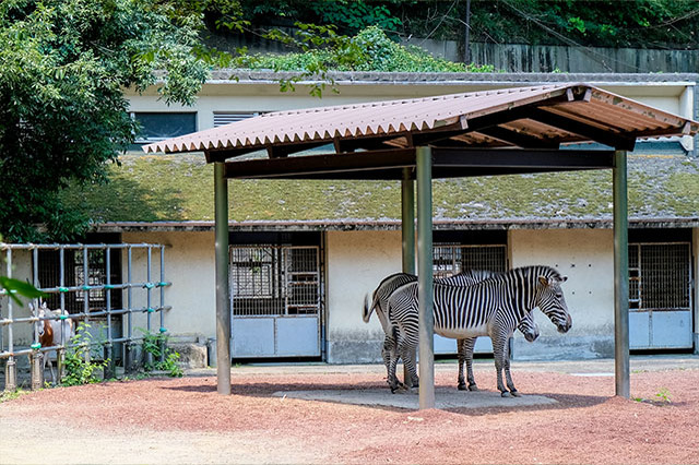 多摩動物公園で会えてよかった15種の動物たち