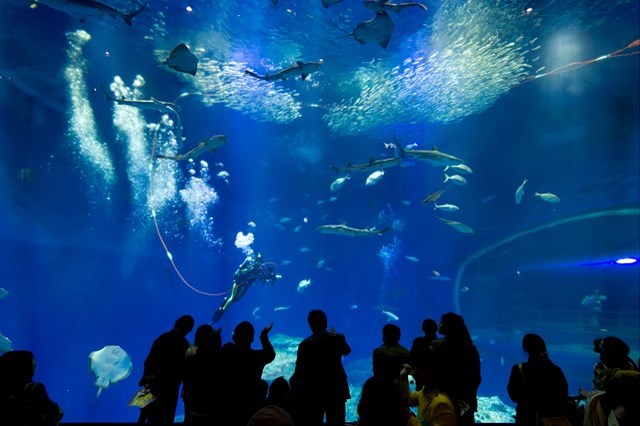 【徹底解説】アクアワールド茨城県大洗水族館の魅力とは！ショー・イベントから基本情報まで