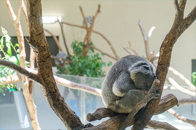 多摩動物公園で会えてよかった15種の動物たち