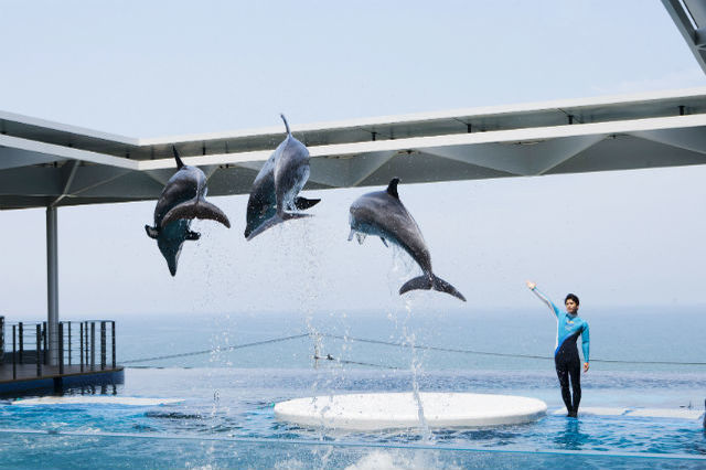 上越市立水族博物館 うみがたりの魅力！ 割引情報からおすすめスポット、混雑情報まで一挙紹介