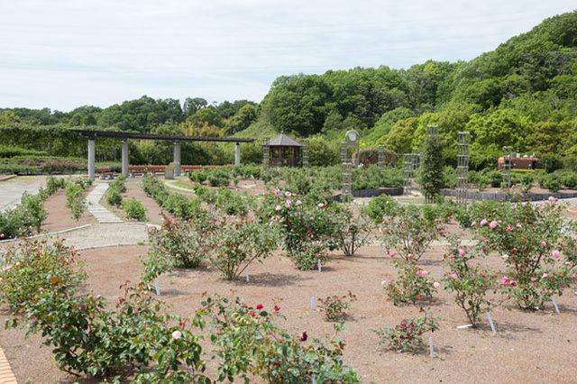 世界最大級のバラ園！花フェスタ記念公園を徹底レポート