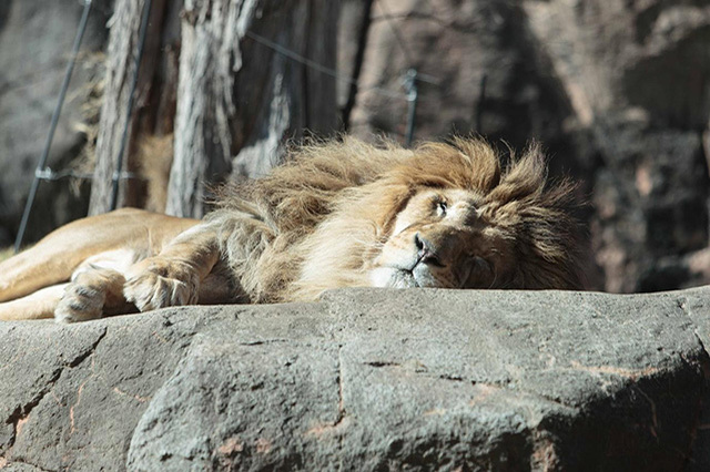 【ここでしか会えない動物たちも！】天王寺動物園でかわいい動物たちに癒される