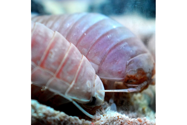 横浜に水の惑星出現！？宇宙がテーマの水族館へカラフルな生きものと宇宙人に会いに行こう！