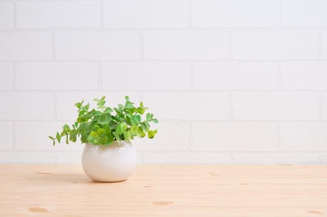 虫除け効果,植物