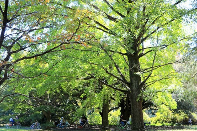 新しい発見に満ちた子どもの聖地！国営昭和記念公園の見どころを徹底レポート