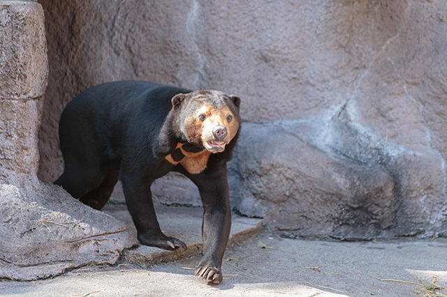 【ここでしか会えない動物たちも！】天王寺動物園でかわいい動物たちに癒される