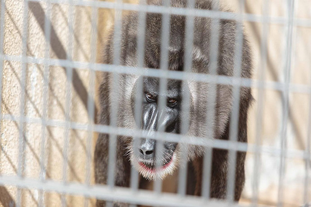 【ここでしか会えない動物たちも！】天王寺動物園でかわいい動物たちに癒される