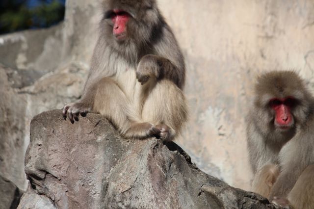 上野動物園を2時間で思いっきり満喫！時間がなくても楽しめる方法教えます