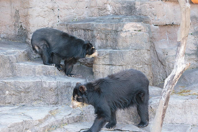 【ここでしか会えない動物たちも！】天王寺動物園でかわいい動物たちに癒される