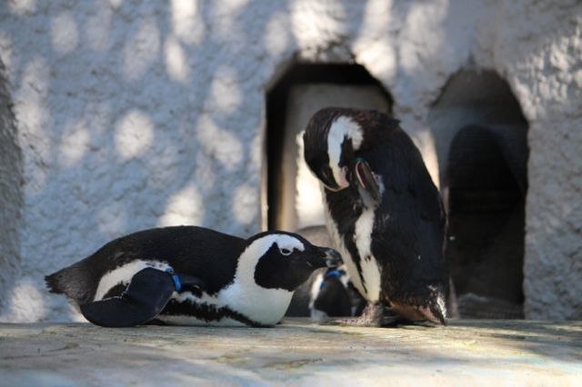 上野動物園を2時間で思いっきり満喫！時間がなくても楽しめる方法教えます