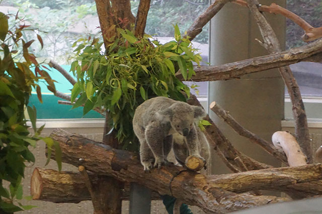 ここでしか見られない希少動物の宝庫！ 横浜「金沢動物園」を徹底解説