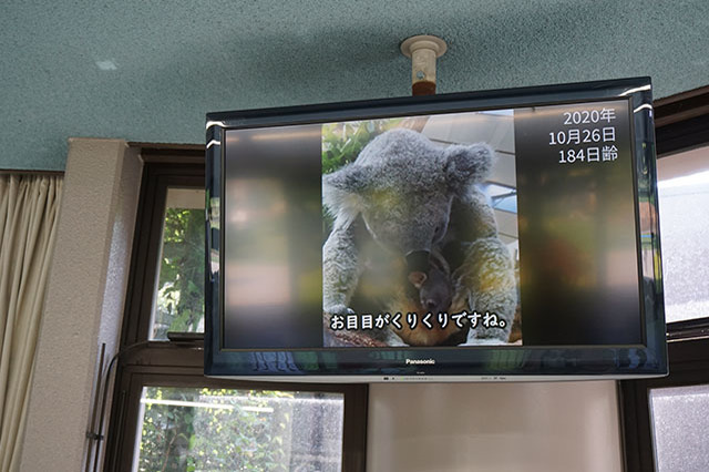 ここでしか見られない希少動物の宝庫！ 横浜「金沢動物園」を徹底解説