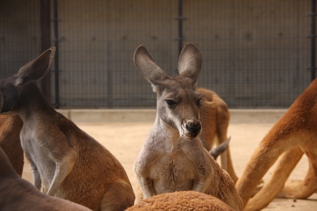 【徹底解説】神戸市立王子動物園の魅力とは！日本で唯一パンダとコアラに会える場所！