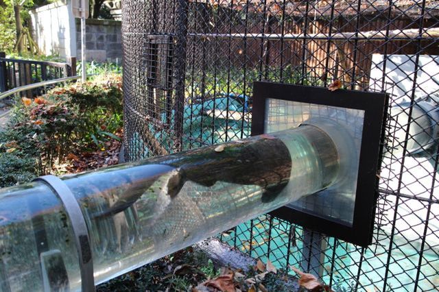 上野動物園を2時間で思いっきり満喫！時間がなくても楽しめる方法教えます