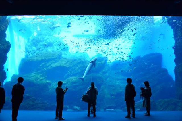 目の前に広がる海の世界は驚きと感動の連続！仙台うみの杜水族館の魅力を徹底レポ