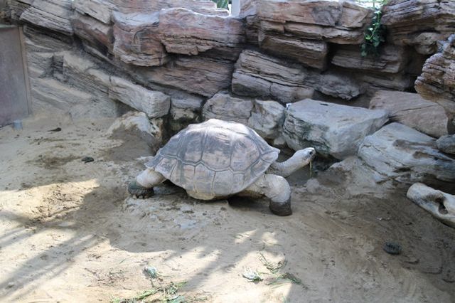 上野動物園を2時間で思いっきり満喫！時間がなくても楽しめる方法教えます