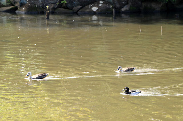 子どもの遊び場の宝庫！こども自然公園の見どころを徹底レポート