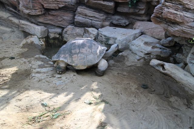 上野動物園を2時間で思いっきり満喫！時間がなくても楽しめる方法教えます