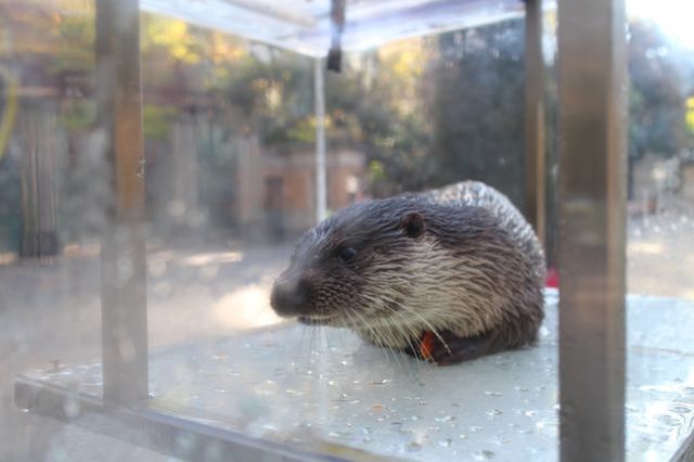 上野動物園を2時間で思いっきり満喫！時間がなくても楽しめる方法教えます