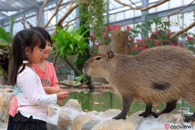 【割引あり】神戸どうぶつ王国の魅力を徹底解剖！ショーから触れ合い、花の情報など楽しむガイド