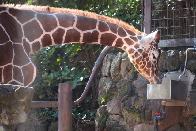 上野動物園を2時間で思いっきり満喫！時間がなくても楽しめる方法教えます