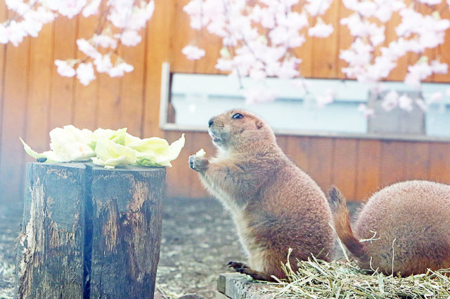 かわいい生きものたちと華麗な海中桜！「シーパラ」のお花見は親子そろって胸キュンが止まらない