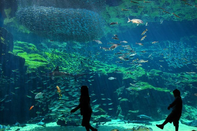 九十九島水族館海きらら地域密着型水族館を徹底紹介！