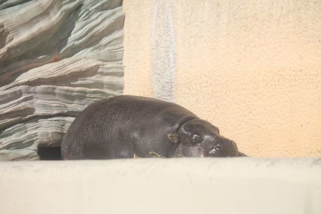 上野動物園を2時間で思いっきり満喫！時間がなくても楽しめる方法教えます