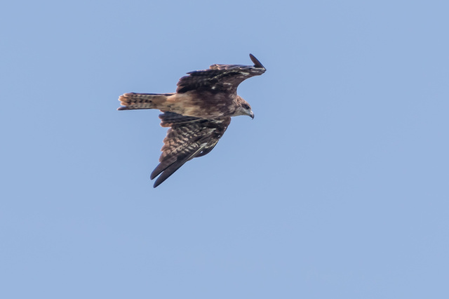 鳥のスピリチュアル的な意味とは？横切る・飛ぶ・ぶつかるなど状況別に紹介！