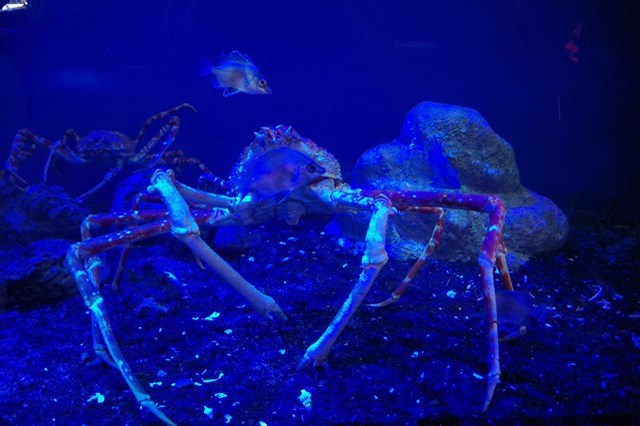 【徹底解説】沼津港深海水族館の魅力とは！お土産や割引、アクセス、デートスポットの情報まで！