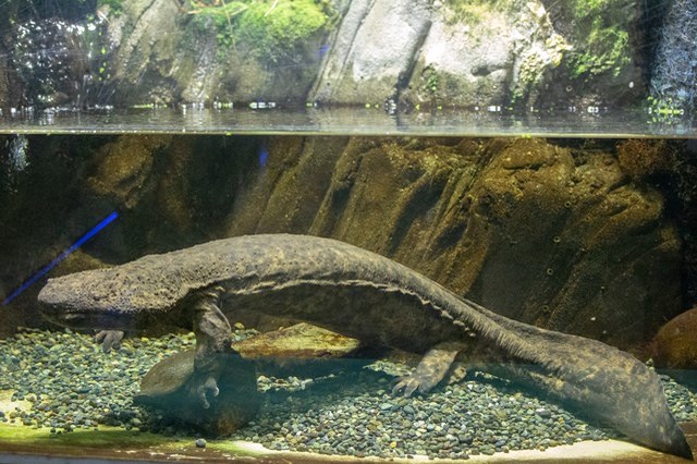 【徹底取材】さいたま水族館の魅力解説！ アクセスから周辺の観光地情報まで