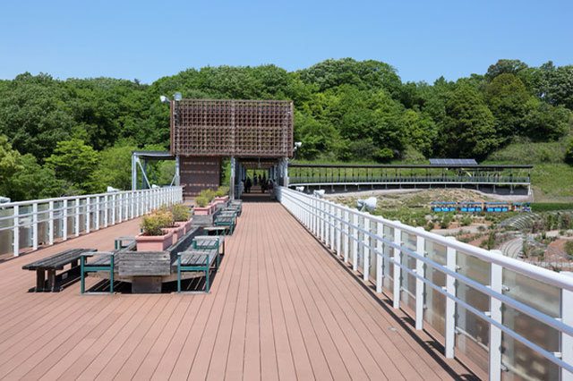 世界最大級のバラ園！花フェスタ記念公園を徹底レポート