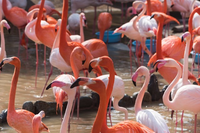 【徹底解説】神戸市立王子動物園の魅力とは！日本で唯一パンダとコアラに会える場所！