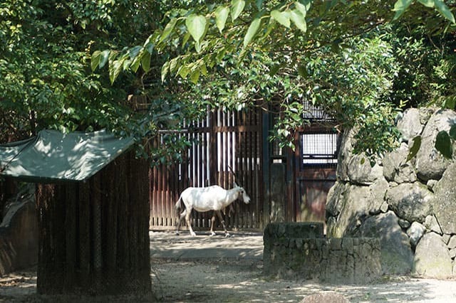 ここでしか見られない希少動物の宝庫！ 横浜「金沢動物園」を徹底解説