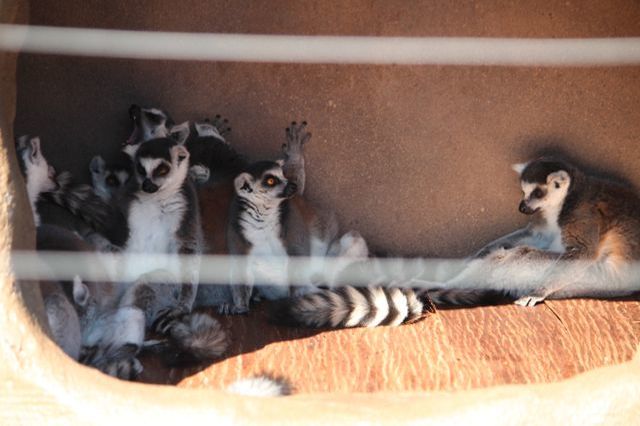 上野動物園を2時間で思いっきり満喫！時間がなくても楽しめる方法教えます