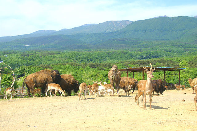 【割引あり】東北サファリパークの魅力を徹底解剖！動物たちのショーやエサやり、食事情報まで