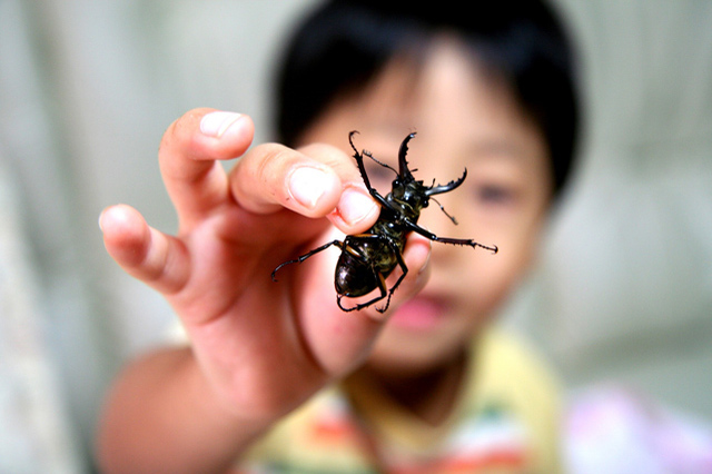 カブトムシやクワガタにタッチもできる！世界中の昆虫が東京スカイツリータウンに大集合